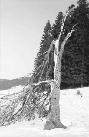 Schwärzenbach: Sturmgebrochener Baum