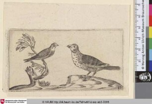 [Zwei Vögel; Two birds]