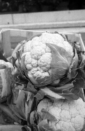 Blumenkohl in der Reihe "Tips der Verbraucherberatung"