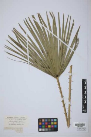 Chamaerops excelsa Thunb.
