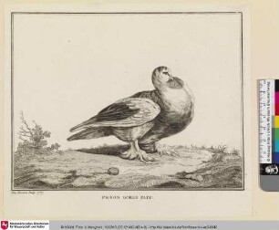 PIGEON GORGE PATU [Taube mit hervorstehender Brust]
