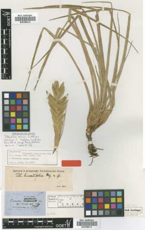 Tillandsia lineatifolia Mez [type]
