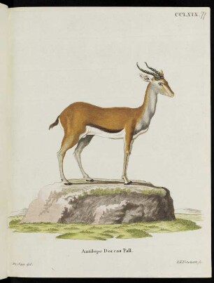 CCLXIX. Antilope Dorcas Pall.