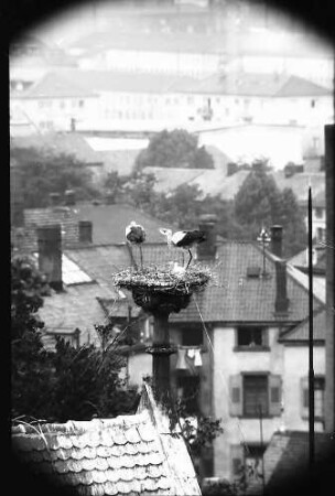 Freiburg: Blick vom Turm der Universität auf ein Storchennest auf der Universitätsbibliothek
