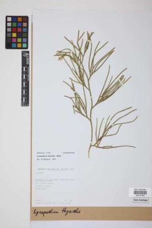 Diphasiastrum thyoides (Humb. & Bonpl. ex Willd.) Holub