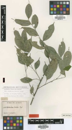 Leptaulus zenkeri Engl. [syntype]