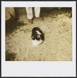 Siebecks Katze Frau Hoffmann in Puy-Saint-Martin