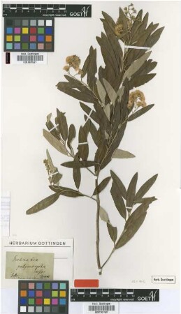 Spadonia polymorpha Less. [type]