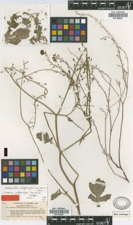 Kremeria cordylocarpus Coss. & Durieu [isotype]