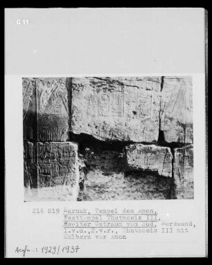 Thutmosis 3. mit Kälbern vor Amon