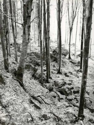 Waldbestand im Hohenloher Land