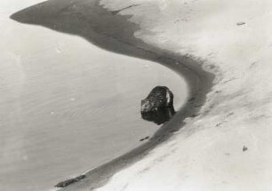 Biber (Castor fiber L.), ins Wasser gehend