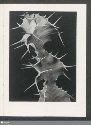 Euphorbia grandicornis (1924)