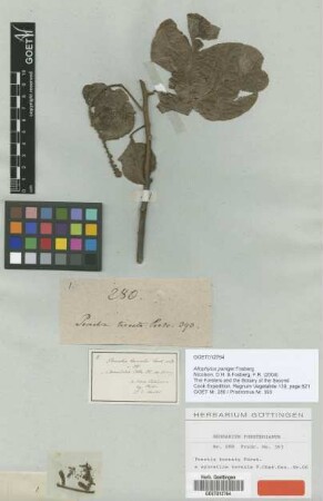 Aporetica ternata J.R.Forst. & G.Forst. [type]