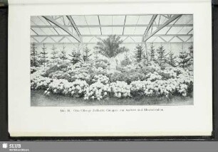 Abb. 18. Otto Olbergs Zelthalle: Gruppen von Azaleen und Rhododendron