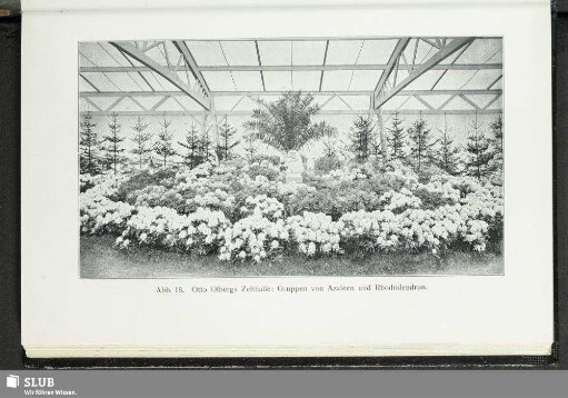 Abb. 18. Otto Olbergs Zelthalle: Gruppen von Azaleen und Rhododendron