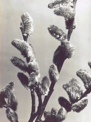 Sal-Weide (Salix caprea). Zweige mit Kätzchen