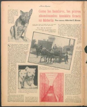 Como los hombres, los perros abandonados también tienen su historia : Nos cuenta Alberto F. Rivas
