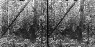 Im Wald : Im Wald des Białowieża-Nationalparks.