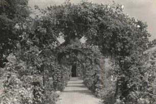 Dresden-Loschwitz. Schloss Eckberg. Park, Rosenlaubengang