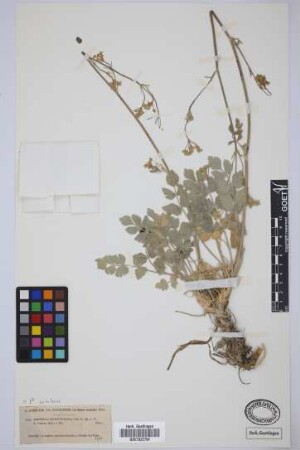 Pimpinella buchii Webb & Berthel.
