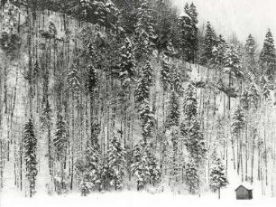 Nadelwald im Winter
