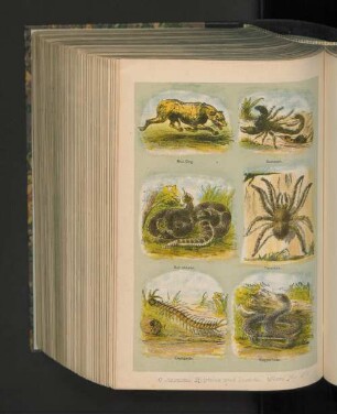 Poisonous Reptiles and Insects. Plate No.20.