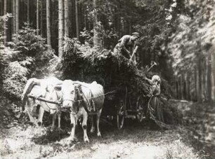 Wald bei Steinbach im Erzgebirge. Mann und Frau beim Beladen eines Ochsenfuhrwerks mit Reisig im Steinbacher Forst