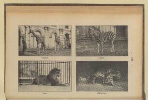 Giraffen. Zebra. Löwe. Königstiger
