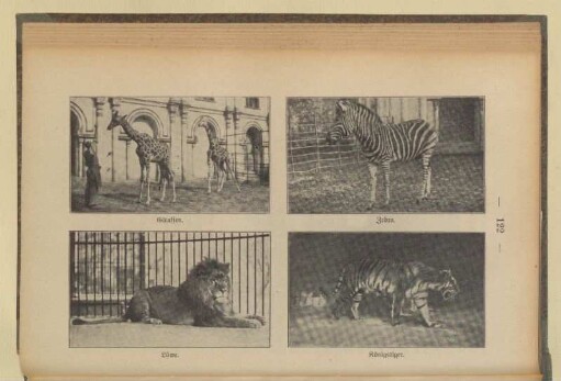 Giraffen. Zebra. Löwe. Königstiger