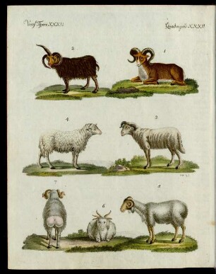 Schaafe verschiedener Art.