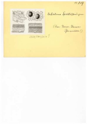 Erhabene Spaltöffnungen. Reproduktion aus: Anton Kerner von Marilaun, Adolph Hansen "Pflanzenleben 1. Gestalt und Leben der Pflanze", 1896