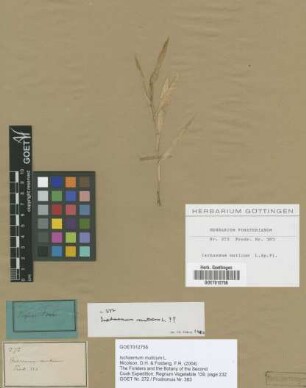 Ischaemum muticum L. ?