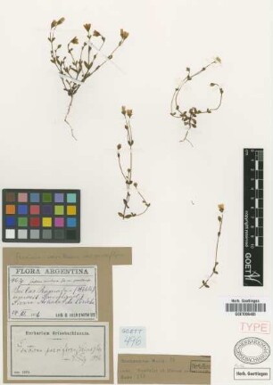 Gentiana parviflora (Griseb.) Gilg [type]
