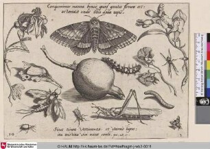 [Insekten, Pflanzen und Früchte mit Motte im Zentrum]