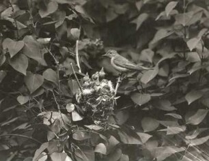 Gelbspötter oder Gartensänger (Hippolais icterina Vicill.) am Nest