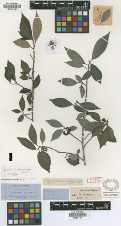 Gyrotaenia myriocarpa Griseb.