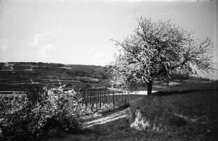 Munzingen: Blühender Kirschbaum