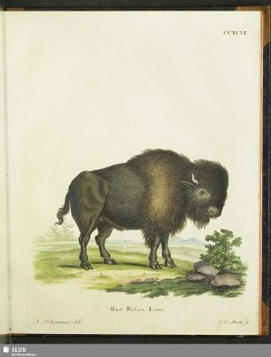 Bos Bison. Linn