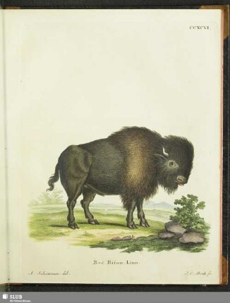 Bos Bison. Linn
