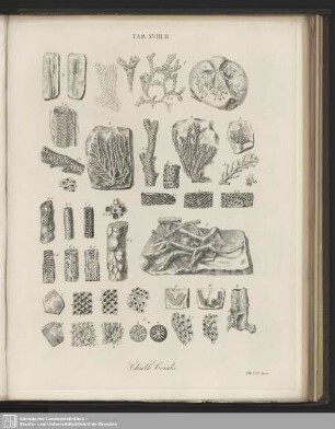 Tab. XVIII. B. Chalk Corals