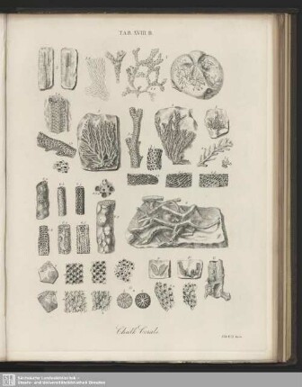 Tab. XVIII. B. Chalk Corals