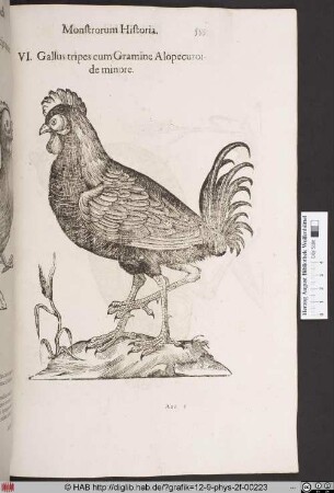 Gallus tripes cum Gramine Alopecuroide minore.