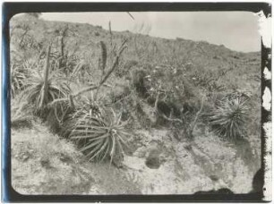Trockenvegetation in reichster Entfaltung bei Bella Vista im La-Paz-Tal