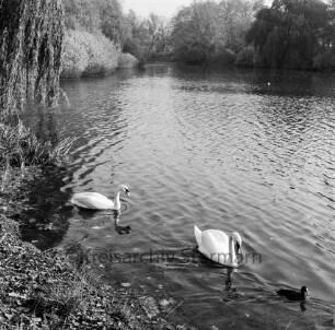 Neuhöfer Teich: vorne bei Ufer zwei Schwäne und Wasserhuhn in Wasser: links Trauerweide: hinten Uferbäume, Büsche