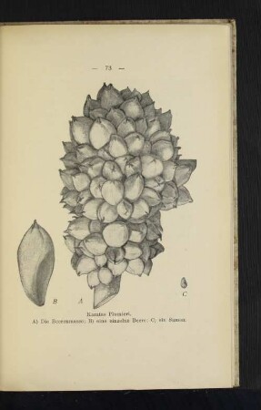 Karatas Plumieri. A) Die Beerenmasse; B) eine einzelne Beere; C) ein Samen.