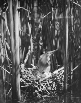 Zwergdommel : Zwergdommel (Ixobrychus minutus Linnaeus) am Gelege.