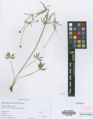 Ranunculus noricus E. H&ouml;randl & W. Gutermann[paratype]