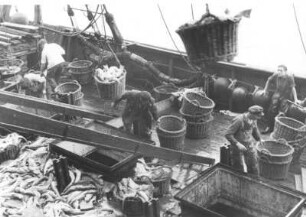 Hamburg-Altona. Im Fischereihafen wird der gefangene Fisch von einem Trawler angelandet. Die mit Fisch gefüllten Körbe werden mit einer Winsch an Land gebracht. Ein Teil des Fanges liegt an Deck. Aufgenommen 1947