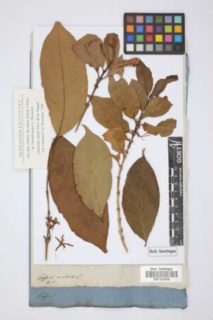 Coffea arabica L.